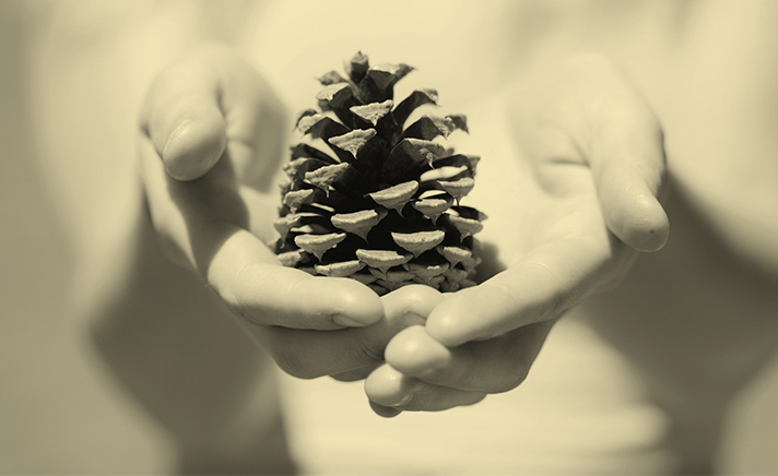 person holding a pine cone